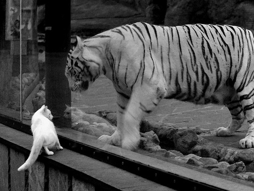 孤胆与群星，兹维列夫的联合杯逆转，一场现代竞技的无声宣言