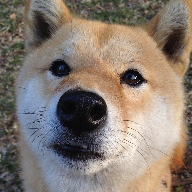 新一代接管!湖人胜森林狼传递火炬,班凯罗欧冠淘汰赛定义关键球