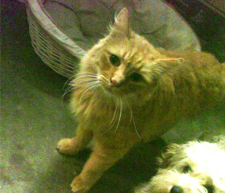 圣城新王临阵,浓眉双刃斩断王朝余晖