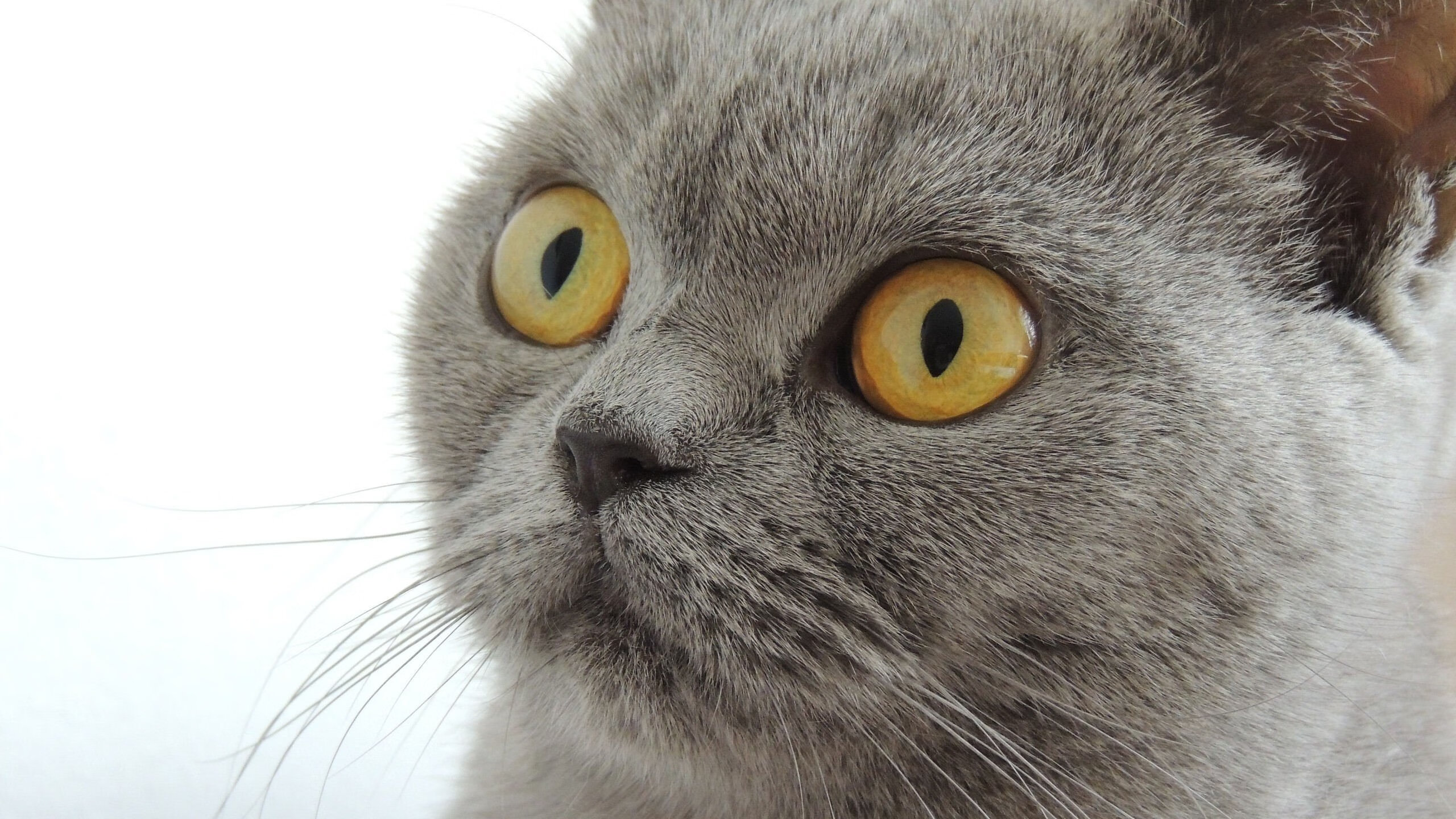 爱游戏在线-极速之夜与王者之心，当赛道呼啸时，看莱万定义巨星价值