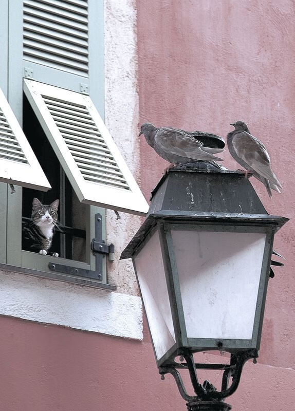 爱游戏APP-赛道上的篮球风云，F1揭幕战日，山西队以极速表现击败开拓者