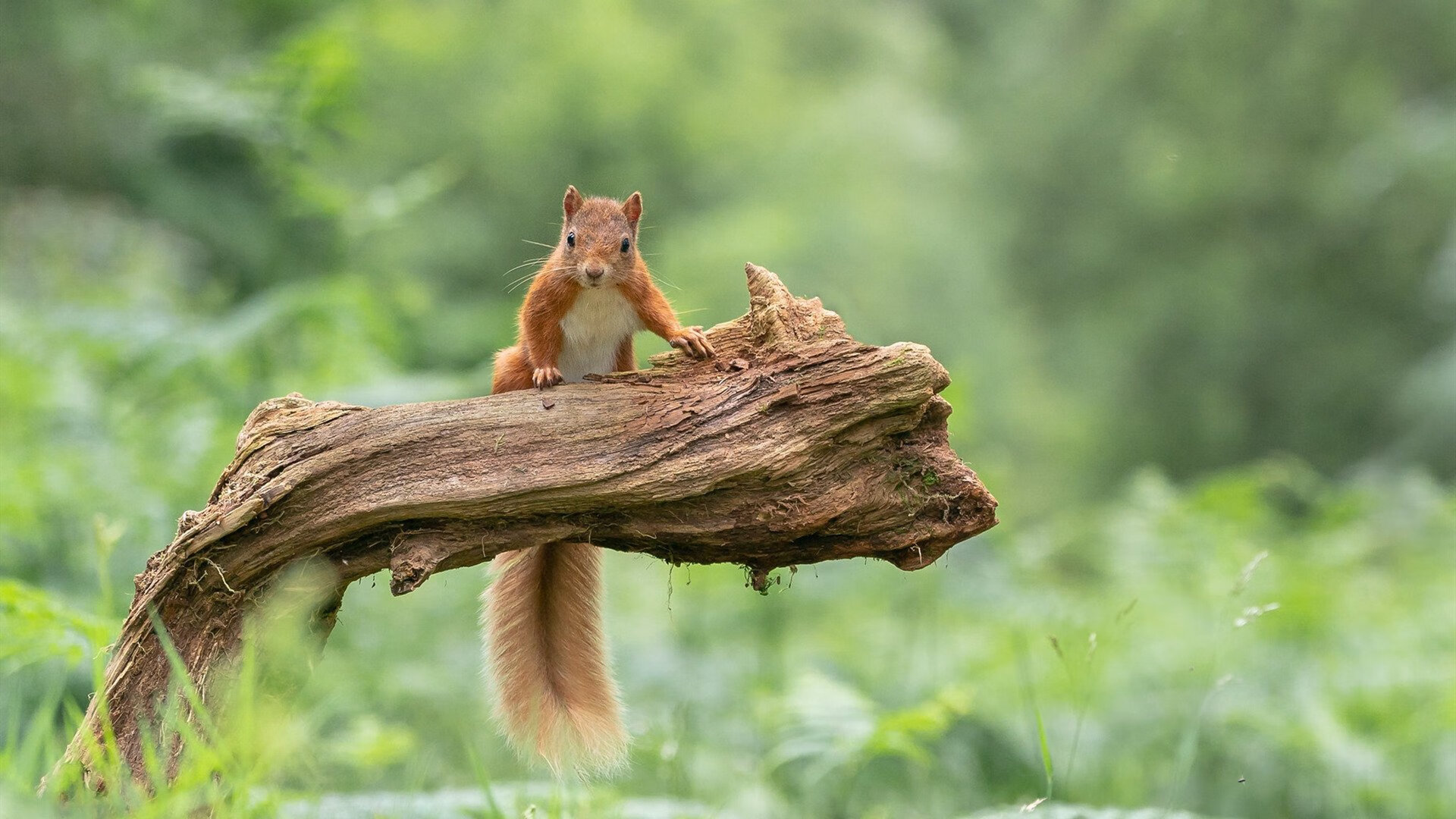 爱游戏-精密齿轮，范弗利特在加时赛的15秒制胜逻辑