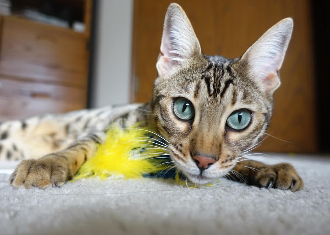 南北争锋,德甲焦点战与雄鹿对山西的统治力诠释