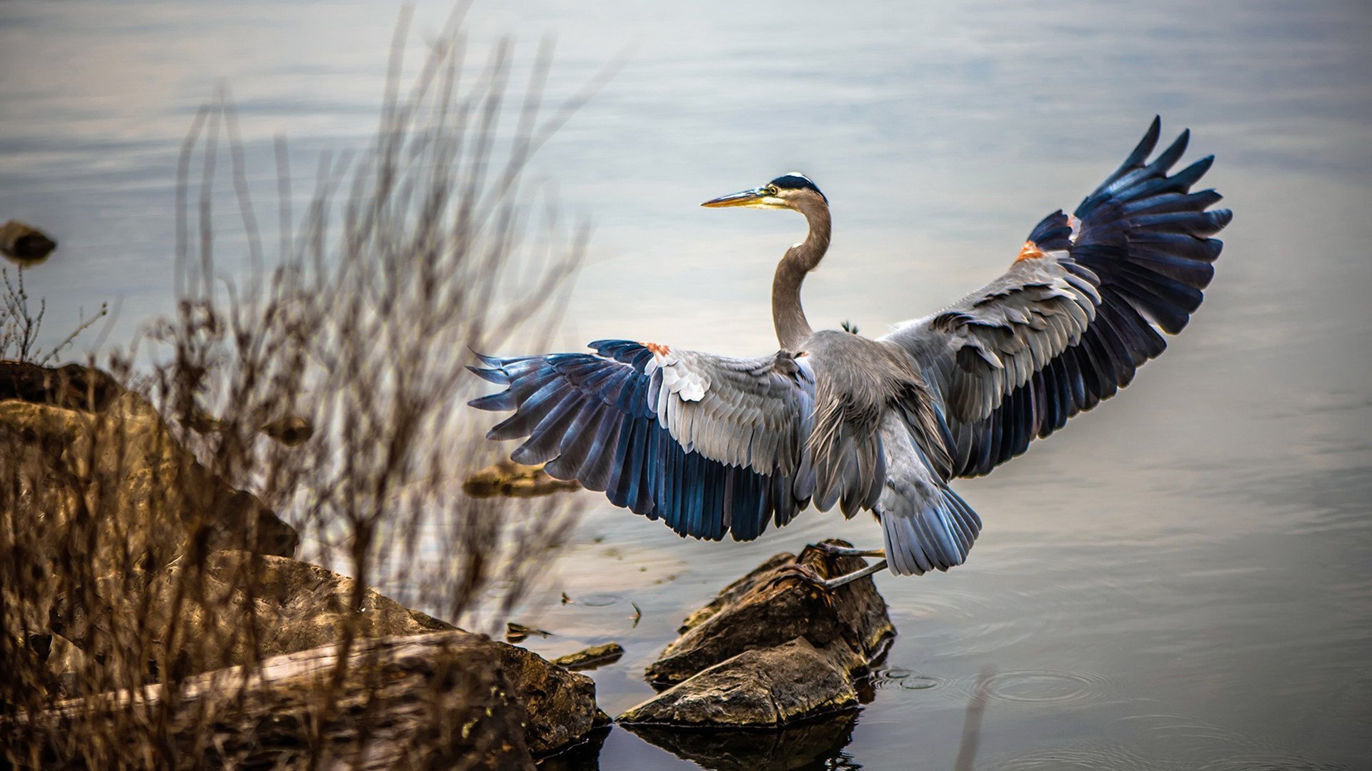 欧冠的双重奏,当土耳其奇迹遇上巴西铁腰的独舞