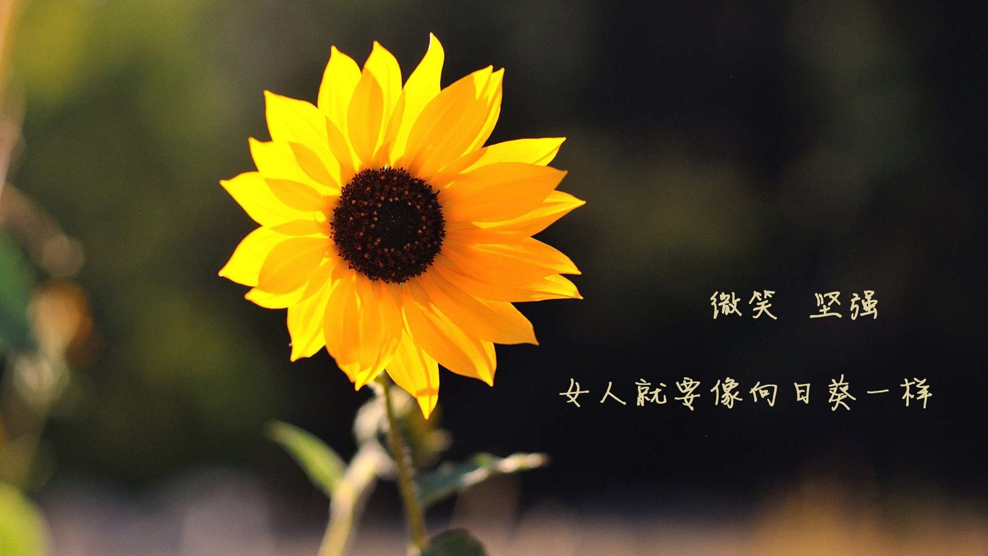 东决关键战焦点战，太阳提前终结悬念，浙江队遗憾落败