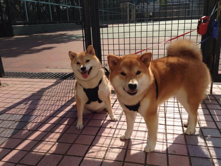 评分拉满难救主,当利拉德的超神夜晚遇见爵士的团队终结