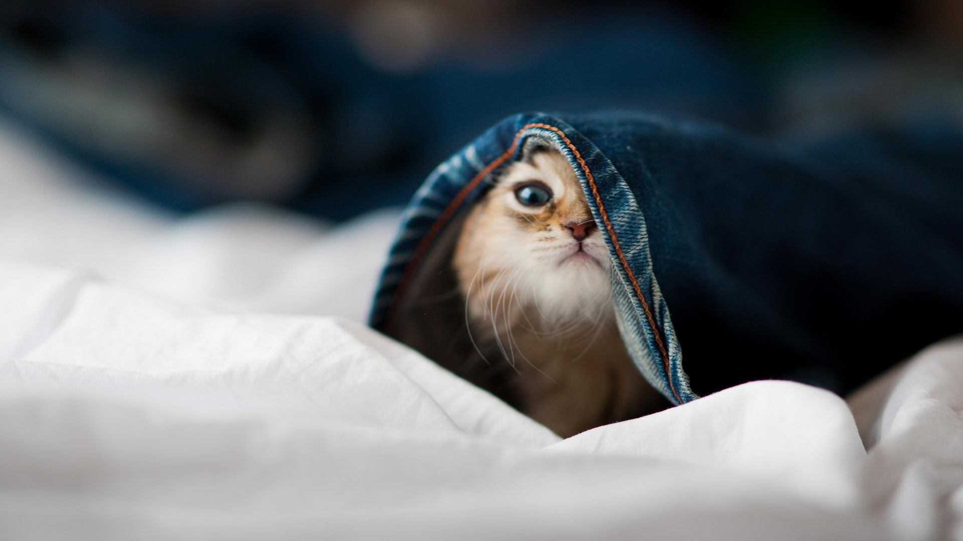 爱游戏体育-叹息之墙，拉亚的制胜哲学—当塞维利亚的狂潮撞上摩纳哥的最后堡垒