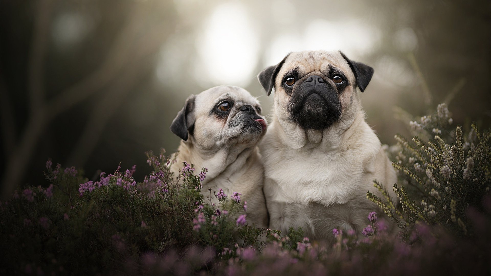 爱游戏-接管方向盘，当塔图姆在赛道上终结独行侠