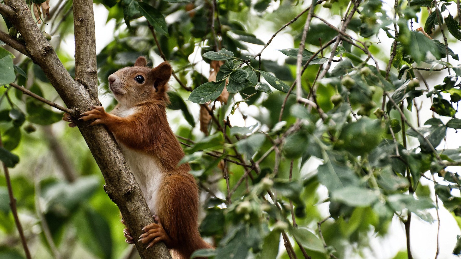 爱游戏2026-新月之刃刺破紫百合，伊斯坦布尔之夜，莱奥以巨星锋芒谱写决胜诗篇