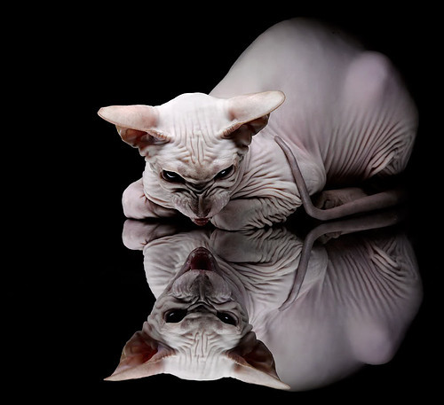 同一座城，两个永恒，当那不勒斯的绝杀成为迪巴拉加冕的序曲